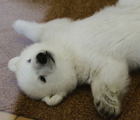 Polar Bear Aesthetic, Polar Bear Icon, Korra Aesthetic, Polar Bear Images, Polar Bear Cubs, Baby Bear Cub, Baby Polar Bear, Kodiak Bear, Bears Cute