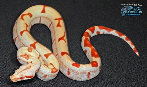 Sunglows are absolutely beautiful! Sunglow Boa, Danger Noodles, Python Morphs, Viper Snake, Pretty Snakes, Super Snake, Reptile Room, Boa Constrictor, Albino Animals