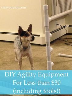 Dog Agility Diy, Dog Agility Course Diy, Dog Agility Course, Agility Training For Dogs, Diy Dog Toys, Dog Playground, Family Dog, Dog Agility, Dog Activities