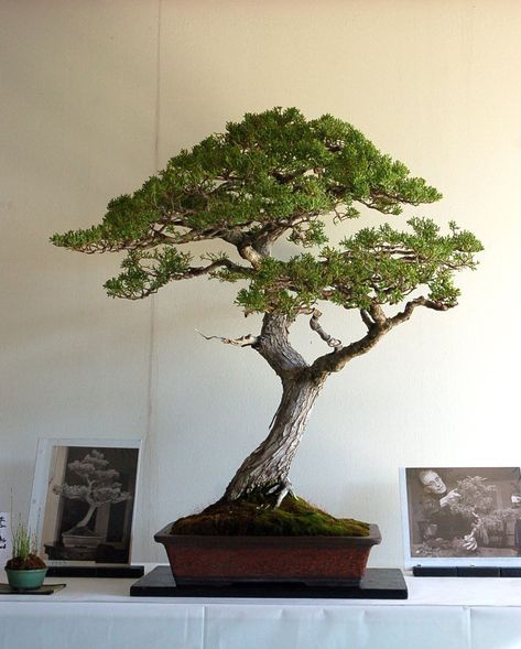 Cypress Bonsai Trees, Bonsai Trees Aesthetic, Bonsai Tree Aesthetic, Banzai Tree, Bonzi Trees, Bonsai Aesthetic, Large Bonsai Tree, Cypress Bonsai, Bonsai Collection