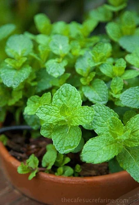 Cooking With Fresh Herbs, Green Herbs, Cooking Herbs, Herb Garden In Kitchen, Garden Herbs, Trending Recipes, Aromatic Herbs, Spices And Herbs, Growing Herbs