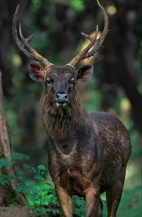 Large deer native to India and Southeast Asia—and tigers’ favorite prey. During rut both sexes develop a bare spot on their throat, probably a scent gland. Melanistic Animals, Sambar Deer, Deer Wallpaper, Deer Species, Black Deer, Deer Pictures, Fallow Deer, Deer Family, Incredible Creatures