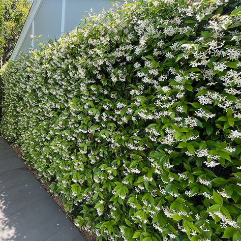 Jasmine Ground Cover, Chameli Flower, Trachelospermum Jasminoides, Dark Green Leaves, Jasmine Plant, Tropical Garden Design, Star Jasmine, Back Garden Design, Gardens Design