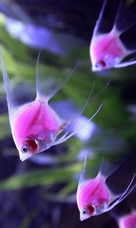 Bettafish Aquarium, Fauna Marina, Salt Water Fish, Pink Fish, Beautiful Sea Creatures, Water Animals, Aquarium Design, Fish Wallpaper, Ocean Fishing