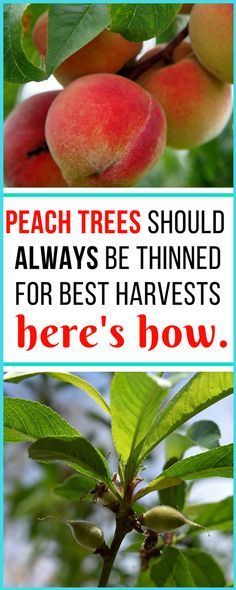 It seems so wrong to Peach Tree Care, Growing Peach Trees, Fruit Trees Backyard, Pruning Fruit Trees, Growing Fruit Trees, Tree Plan, Peach Tree, Organic Vegetable Garden, Peach Trees