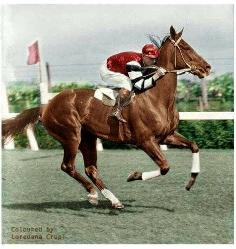 Westphalian Horse, Phar Lap Horse, Vintage Horse Racing, Secretariat Horse, Pharaohs Horses, Standardbred Racing, Horse Movies, Beautiful Horse Pictures, Thoroughbred Racehorse