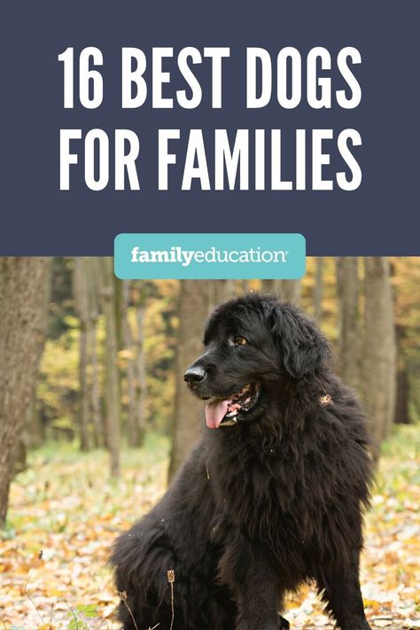 Our guide to the 16 best dog breeds for children and families. Learn everything about their care, temperament, energy levels and size, with recommendations from vets. Best Family Dog, Best Family Dogs, Best Family Dog Breeds, Dogs For Kids, Best Dogs For Kids, Family Dogs Breeds, Types Of Dogs Breeds, Dog Breed Names, Dog Breeds Pictures