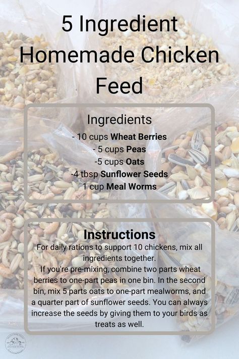 Chicken Feed Recipe Homemade, Homemade Chicken Feed Recipes, Diy Chicken Treats Easy Recipes, Chicken Food Recipes For Chickens, Diy Chicken Stuff, Kitchen Scraps For Chickens, Best Chicken Feed For Layers, Chicken Feed Mix Recipe, Homemade Chicken Feed For Layers