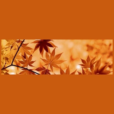 Thanksgiving Discord Banner, Orange Halloween Banner Discord, Orange Banner Discord Gif, Pumpkin Banner Discord, Fall Discord Pfp, Amino Chat Backgrounds, Fall Profile Pictures Aesthetic, Fall Banner Discord, Orange Pfp Aesthetic