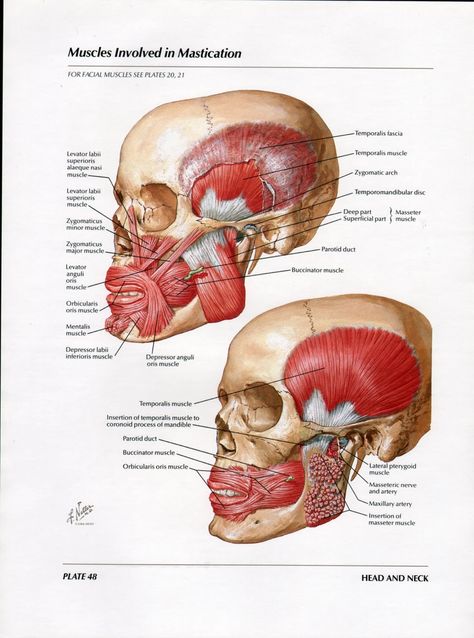 Netter Head and Neck Anatomy Gallery - Imgur Mastication Muscles Anatomy, Radiology Dental, Anatomy Head, Anatomy Education, Jaw Muscles, Facial Anatomy, Human Teeth, 얼굴 드로잉, Muscle Anatomy