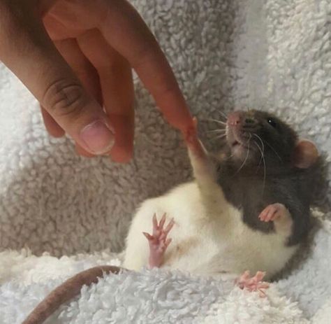 This Twitter Account Is Dedicated To Showing Rats Some Love And Here Are 50 Pics Of Them Being Their Dorky Selves Rat Cage, Fancy Rat, Funny Mouse, Animal Character, Cute Rats, A Rat, Pets 3, Mouse Rat, Pet Rats