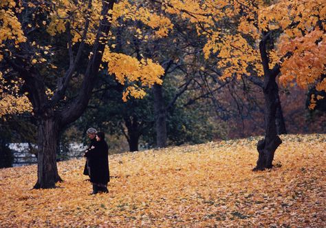 Autumn in New York New York Movie Aesthetic, Anatomy Of A Fall Cinematography, Autumn Vibes Movies, Winona Ryder Autumn In New York, Autumn In New York Movie, New York Movie, New York Movie Locations, 500 Days Of Summer, Movie Aesthetic