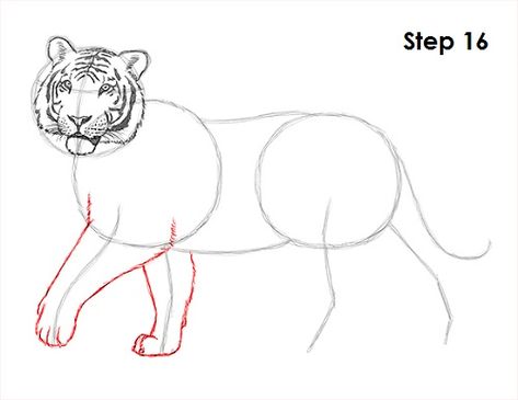 Tiger Drawing 16 Easy Tiger Drawing, Draw A Tiger, Tiger Video, Graphic Novel Illustration, Drawing Instructions, Tiger Drawing, Draw Animals, Drawing Step, Animal Drawing