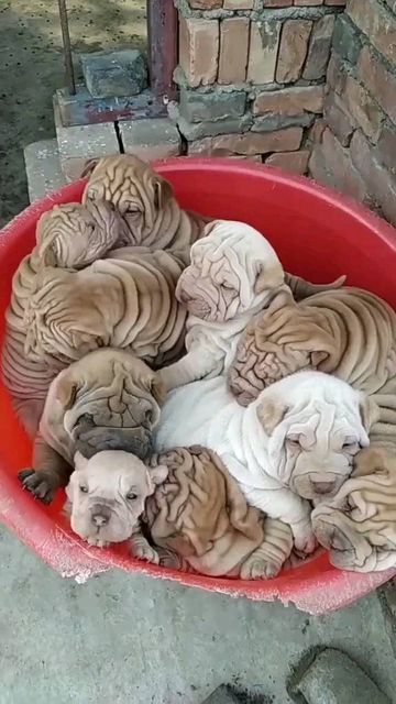 Shar Pei on Instagram: "Are Shar Pei lovers here? 📷: TikTok @ pigeonturkey ( Plz DM for credits or removal ) 🔸🔸 👨‍👨‍👦‍👦 👫⤵ Double tap & tag your friend Below! 💖 💗 ��😍😍😍😍 🔔 Turn Post Notification On * Follow our for more beautiful pictures! 👉 If you want one of those shirts you'll find the link on my BIO. Thank you so much ❤️ ➖ #sharpei #sharpeisofinstagram #sharpeirescue #sharpeiforever #sharpeisofinsta #sharpeidaily #sharpeiclub #sharpeimix #sharpeiinsta #sharpeioftheworld #sharpe Shar Pei Mix, Baby French Bulldog, Fluffy Bed, Shar Pei Puppies, Round Dog Bed, Expensive Dogs, Shar Pei Dog, Chinese Shar Pei, Fluffy Bedding