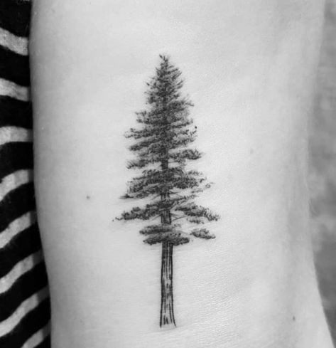 Sequoia Tree Tattoo, Go With The Flow Tattoo, Aspen Tree Tattoo, Hemlock Tattoo, Redwood Tree Tattoo, Aspen Trees Tattoo, Redwood Tattoo, Eastern Hemlock, Olive Tattoo