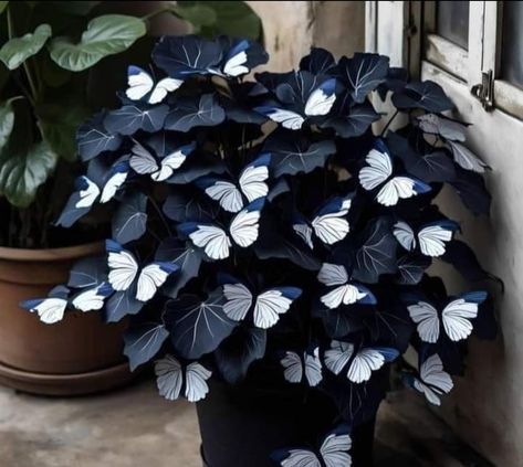 Moonlight Butterfly, Butterfly Plant, Dark Leaves, Gothic Garden, Butterfly Plants, Plants Ideas, Moon Garden, Unusual Flowers, Plant Vase