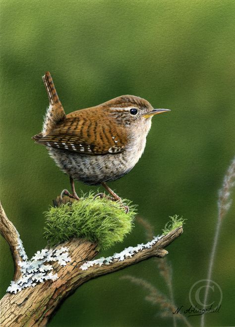 Wild Birds Photography, House Wren, Wren Bird, Fat Bird, Garden Birds, Nature Birds, Backyard Birds, Bird Pictures, Bird Drawings