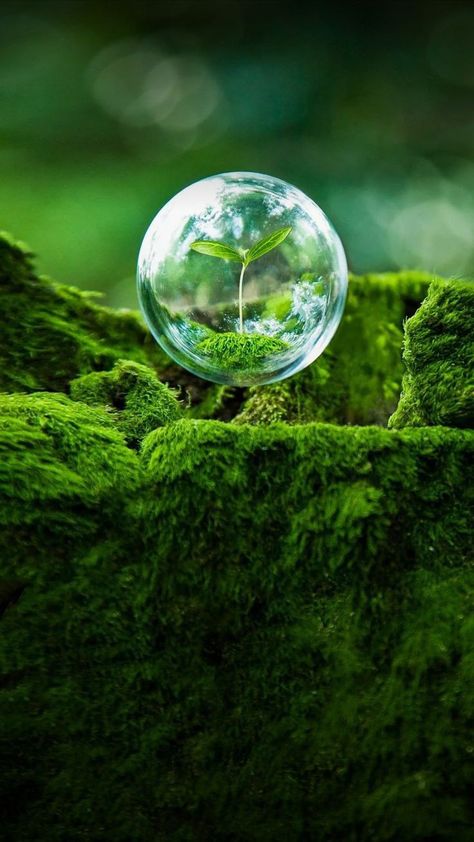 Earth 🌎🌍 Eco Photography, Agriculture Pictures, Bubble Quotes, Photo Macro, Forest And Wildlife, Save Nature, Nature Picture, Green Environment, Sustainable Art