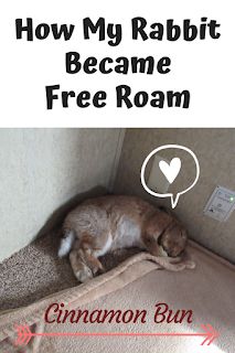 Free Roaming Rabbit Ideas, Free Roam Rabbit Set Up, Free Roam Bunny Set Up, Free Roam Bunny, Bunny Proofing, Mini Lop Bunnies, Spoiled Rabbit, Rabbit Stuff, House Bunny