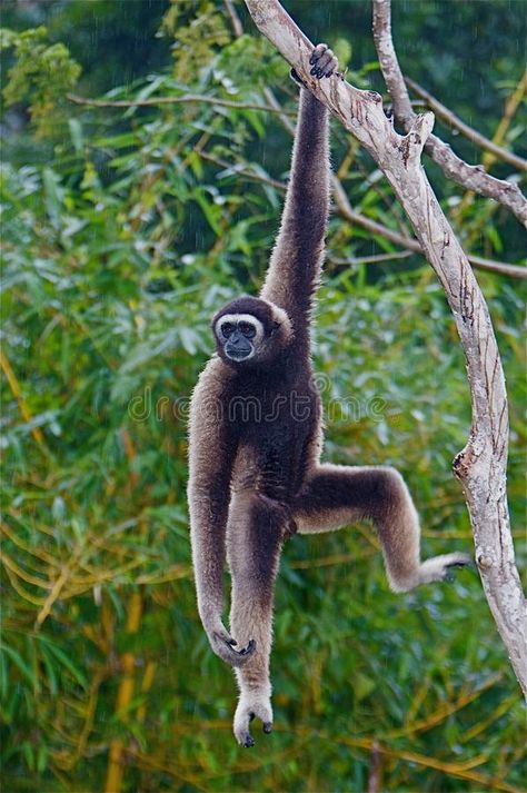 Monkey Swinging From Tree, Monkey Hanging From Tree, Monkeys Swinging In A Tree, Monkey Climbing Tree, Monkey In Tree, Monkey On Tree, Gibbon Monkey, Monkey Photography, Monkey Hanging