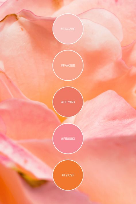 Use this beautiful color palette/color combo for inspiration on your next project! 🖤 #color #colorpallete #colorpaletteinspiration #bright #colorcombos Coral Peach Pink Color Palette, Pink Peach Colour Palette, Peachy Pink Color Palette, Pink Coral Color Palette, Peach And Brown Color Palette, Pink Peach Orange Color Palette, Peach And Pink Color Palette, Peach Pink Color Palette, Luxury Color Combination