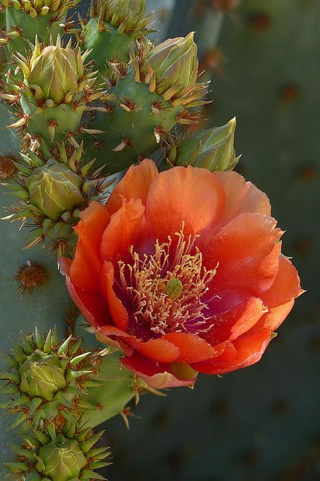 Desert Beauty By Cindy Mcdaniel Cactus Bloom, Cactus Paintings, Bouquet Champetre, Blooming Cactus, Pear Cactus, Prickly Pear Cactus, Desert Flowers, Cactus Flowers, Cactus Plant