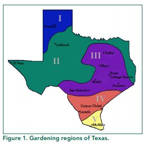 Fall Vegetable Gardening Guide for Texas - Texas A&M Agrilife Extension Service Texas Landscaping, Texas Plants, Tattoo Plant, Gardening Guide, Seed Storage, Backyard Garden Layout, Gardening Zones, Plant Zones, Texas Gardening