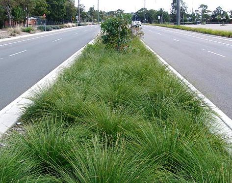 Lomandra longifolia 'Breeze'  Good for sun, part shade, drought tolerant, tiny creamy yellow flowers with honey scent Lomandra Longifolia, Garden Areas, Deer Resistant Plants, Front Landscaping, Low Maintenance Landscaping, Backyard Paradise, Plant Images, Mediterranean Garden, Drought Tolerant Plants