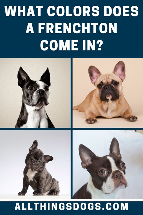 Round headed, flat faced with a snub nose and erect ears, there are a range of Frenchton colors. You will notice them black, brindle, black and white, brown, cream and golden. Read on to learn more about their coat. #frenchton #frenchtoncolors #frenchbulldogbostonterriermix Frenchton Dogs, Frenchton Puppies, Frenchton Dog, Best Apartment Dogs, Snub Nose, Apartment Dogs, Black Dogs, Cute Little Puppies, Future Family