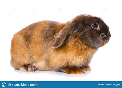 Photo about Cute brown satin rabbit sitting laterally isolated on white background. Image of dwarf, satin, white - 209613918 Satin Rabbit, Rabbit Photo Reference, Satin Angora Rabbit, Cinnamon Rabbit Breed, Black Lionhead Rabbit, White Lionhead Rabbit, Rabbit Sitting, Brown Satin, Rabbits