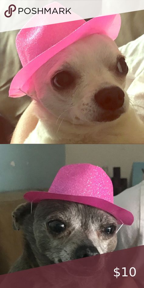 Doggy Fedora hat pink glittery cowboy sparkle Doggy costume  Mini hat  Can fit a larger dog too, has a strap long enough to adjust for all size dogs or cat.  Super cute  Sparkly  Glittery  Cowgirl cowboy  Halloween  Contest Other Glittery Cowgirl, Cowboy Barbie, Cowboy Halloween, Barbie Halloween, Mini Hat, Cowgirl Cowboy, Halloween Contest, Fedora Hat, Large Dogs