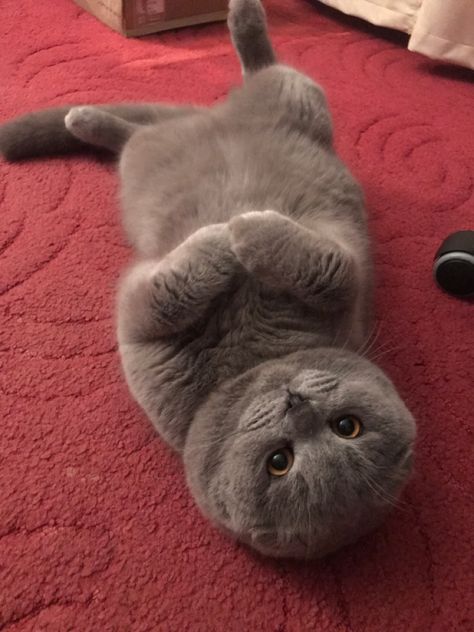 Gray Scottish Fold Cat, Scottish Cat, Cat Races, British Cat, Scottish Fold Kittens, Scottish Fold Cat, British Shorthair Kittens, Dream's Cat, Grey Kitten