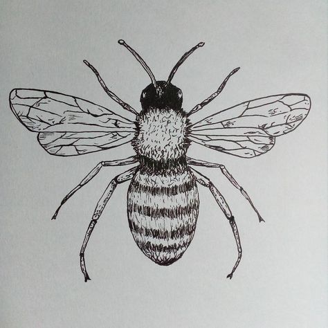 Jasper Hastings on Instagram: “Begotten. . . . . . #art #drawing #sketch #pen #ink #pendrawing #blackandwhite #bee #savethebees #beeart #beedrawing #insect #bug #fly…” Sketches Of Insects, Flying Insects Drawing, Flying Bugs Drawing, Lighting Bug Drawing, Bee Pen Drawing, Simple Bug Drawing, Bug Drawing Insects, Insect Drawing Sketchbooks, Bugs Drawing Sketches