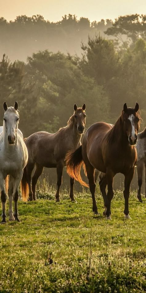 Horses, animals, wallpaper | Horses, Horse love, Animals beautiful Cai Arabi, Ahal Teke, Horse Wallpaper, Horse Aesthetic, Majestic Horse, All The Pretty Horses, Horse Crazy, Arte Inspo, Cute Horses