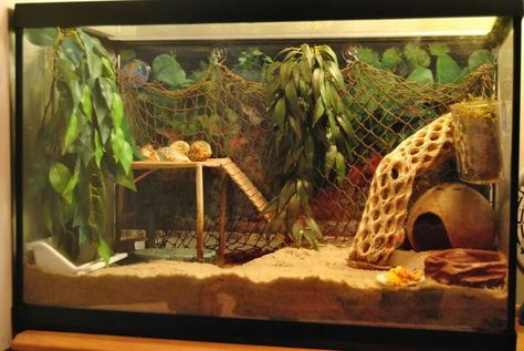 10 gallon tank Hermit Crab Habitat Ideas, Hermit Crab Cage, Pet Turtle Care, Hermit Crab Homes, Crab Habitat, Hermit Crab Habitat, Crab Tank, Hermit Crab Tank, Bearded Dragon Diy