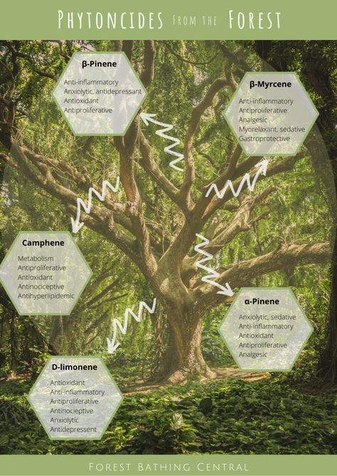 Nervous System Activities, Relaxation Response, Shinrin Yoku, Environmental Research, Cells Activity, Forest Bathing, Forest School, Tree Hugger, Closer To Nature