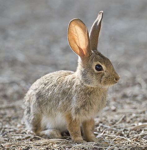 Bobtail Squid, Hare Drawing, Wild Rabbits, Wild Bunny, Rabbit Pictures, Bunny Pictures, Bunny Art, Pet Rabbit