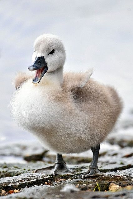 I Can Be Scary Aswell, Really I Can! by benjamincclark, via Flickr Baby Swan, Beautiful Swan, Baby Ducks, Airbrush Art, Pretty Birds, On The Ground, Swans, 귀여운 동물, Beautiful Creatures