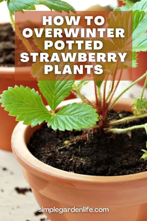 How To Overwinter Potted Strawberry Plants by simplegardenlife.com How To Winter Strawberry Plants, Strawberries In Pots Container Gardening, How To Overwinter Strawberry Plants, Strawberry Plants In Pots, Overwintering Strawberry Plants, Winterize Strawberry Plants, Wintering Strawberry Plants, How To Winterize Strawberry Plants, Planting Strawberries In Containers