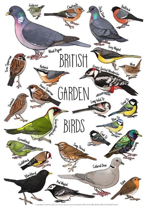 Beautiful British Birds identification poster, great framed on the wall, ideal for wildlife hides, classrooms etc. Features common British birds that are found in urban and rural gardens. This guide features the following 24 birds: Long tailed tit Green woodpecker Grey wagtail Pied wagtail Goldcrest Wren House sparrow Dunnock Greater spotted woodpecker Nuthatch Song thrush Tree sparrow Starling Great tit Blue tit Coal tit Stock dove Greenfinch Bullfinch Blackbird Goldfinch Chaffinch Wood pigeon British Garden Birds, Birds Identification, British Birds Identification, Pied Wagtail, Bird Names, Grey Wagtail, Stock Dove, Tree Sparrow, Green Woodpecker