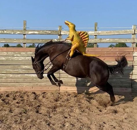 Mustang Training, Mustang Makeover, Autumn Horse, Pictures With Horses, Horse Poses, Gorgeous Horses, Horse Pics, Horses Riding, Horse Aesthetic