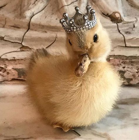 Duck Pictures, Cute Ducklings, Pet Ducks, Baby Ducks, Super Cute Animals, Cute Animals Images, Silly Animals, Cute Animal Photos, Animals Images