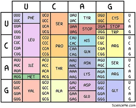 Table Genetic Code Table, Genetic Code, Central Dogma, Rna Polymerase, Dna Helix, Rosalind Franklin, Human Genome, Gene Therapy, Human Dna