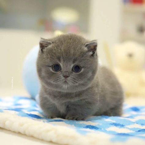 Teacup Cats, Little Kittens, Cute Profile Pictures, Profile Pictures, Baby Animals, Profile Picture, Kittens, Funny