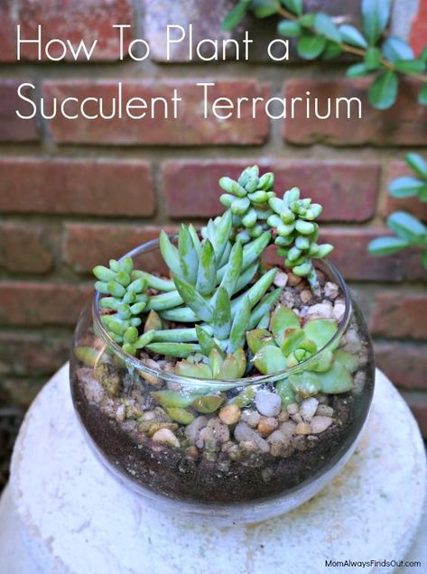 DIY Succulent Terrarium in a Glass Bubble Bowl. Garden Craft Tutorial at Mom Always Finds Out. Terrariums Diy, Succulents In Glass, Diy Succulent Terrarium, Succulent Bowls, Terrarium Bowls, Succulent Planter Diy, Succulent Landscaping, Succulent Centerpieces, Succulent Garden Diy