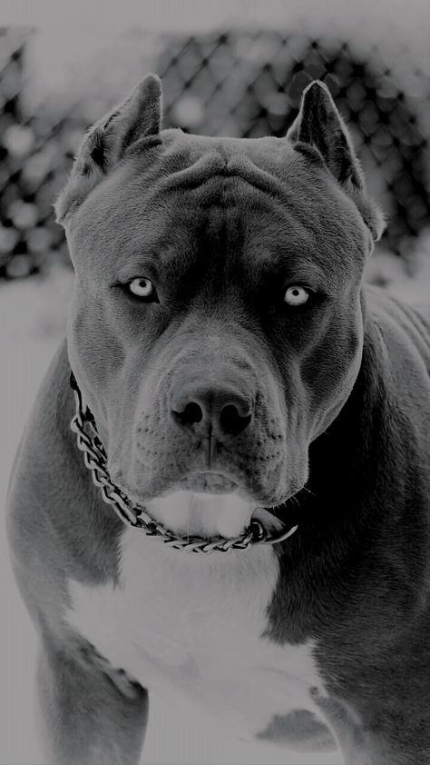 Pitbull Wallpaper, American Staffy, Cute Pitbull Puppies, Pitbull Blue, Pitbull Dog Breed, Pitbull Tattoo, Jaguar Animal, Pitt Bulls, Pitbull Art