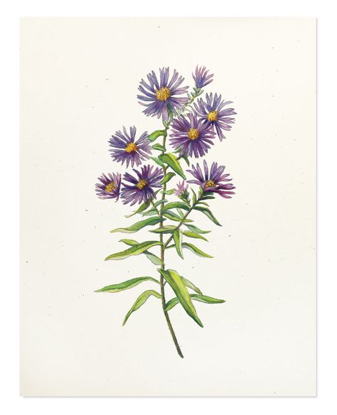 Aster Illustration, Aster Tattoo, New England Aster, Flower Sleeve, Plant Ideas, Botany, Flower Drawing, Xmas Gifts, I Tattoo