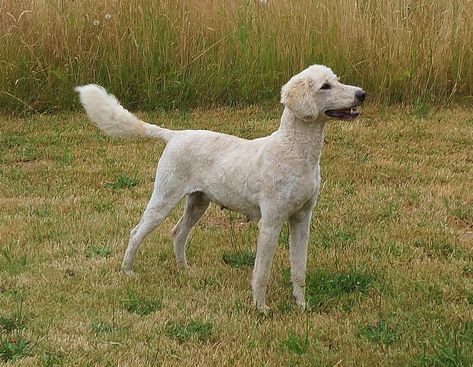 Short Labradoodle Haircut, Standard Poodle Haircut Styles Short, Poodle Short Haircut, Poodle Haircut Styles Short, Labradoodle Short Haircut, Short Doodle Haircut, Short Poodle Haircut, Labradoodle Haircut Style, Standard Poodle Cuts