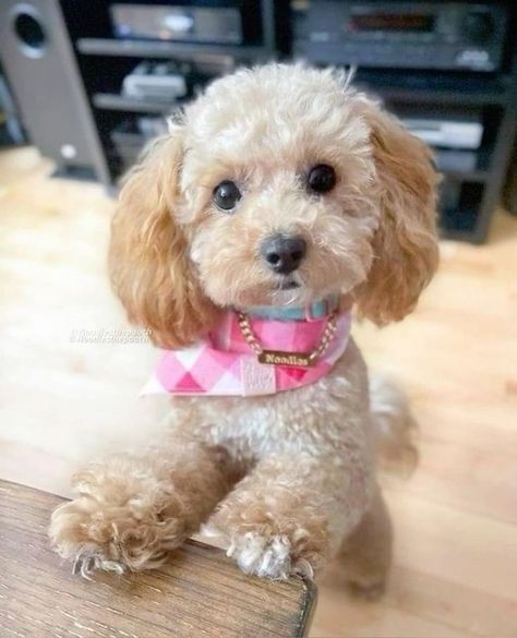 Maltipoo Grooming, Poodle Puppy Cut, Toy Poodle Haircut, Cute Fluffy Puppies, Puppy Haircut, Toy Poodle Puppy, Maltipoo Dog, Poodle Hair, Poodle Haircut