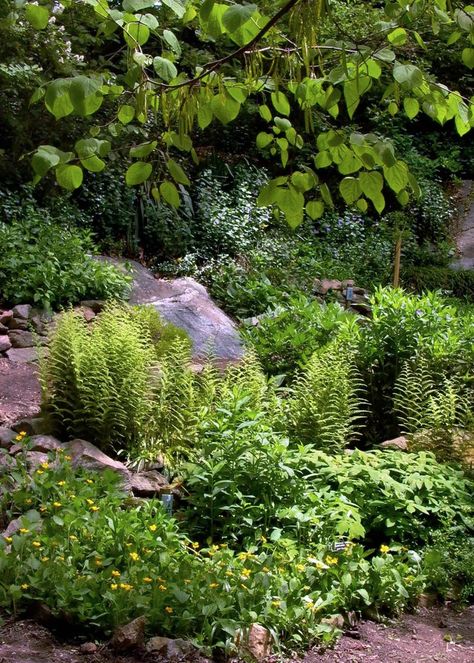 Dry Shade Plants, Shade Garden Design, Woodland Plants, Wood Garden, Desert Garden, Butterfly Bush, Forest Garden, Native Garden, Garden Path